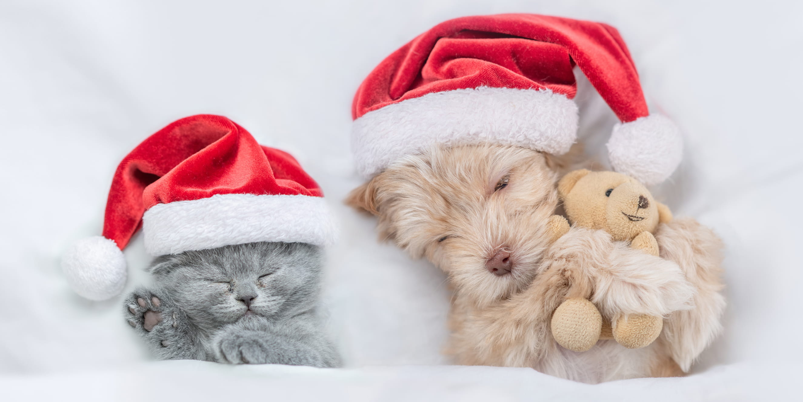 Holiday Happy puppies and kittens sleeping