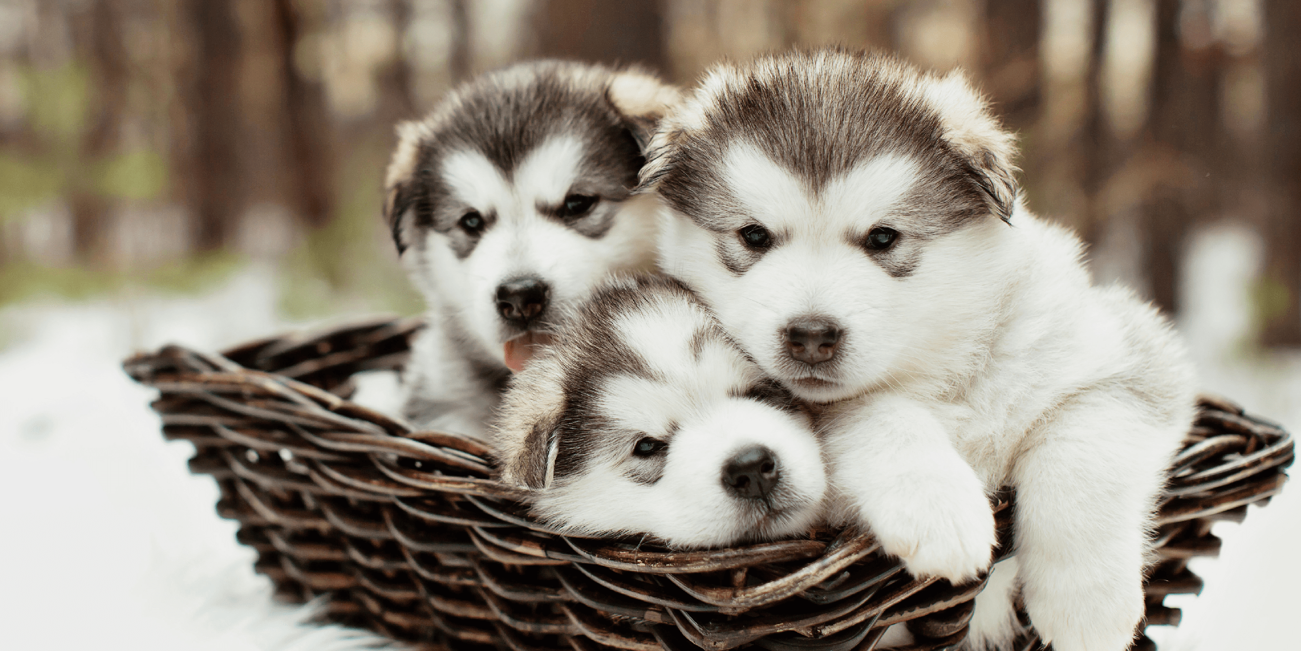 March puppies and kittens sale