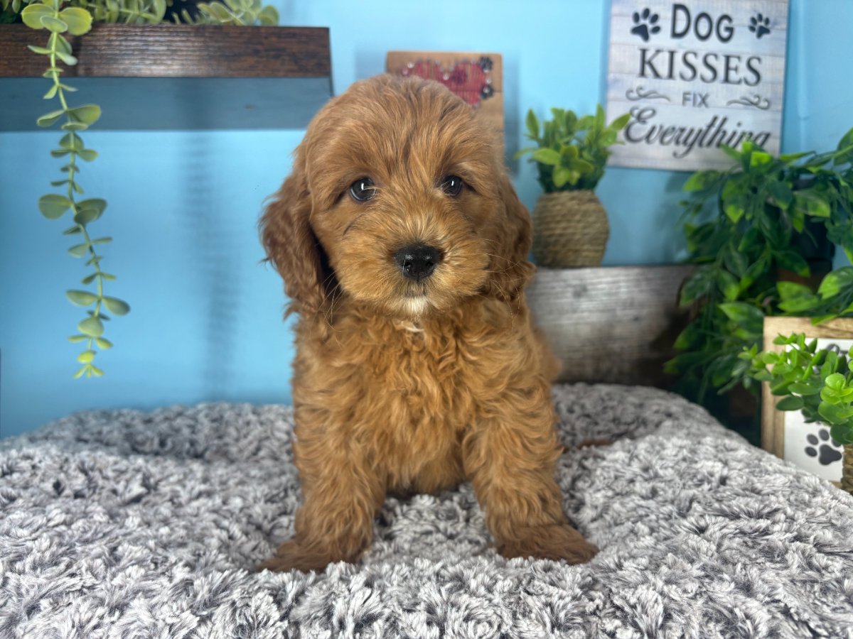 Mini Goldendoodle puppies for sale Connecticut