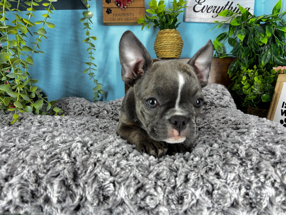 Connecticut puppies for sale