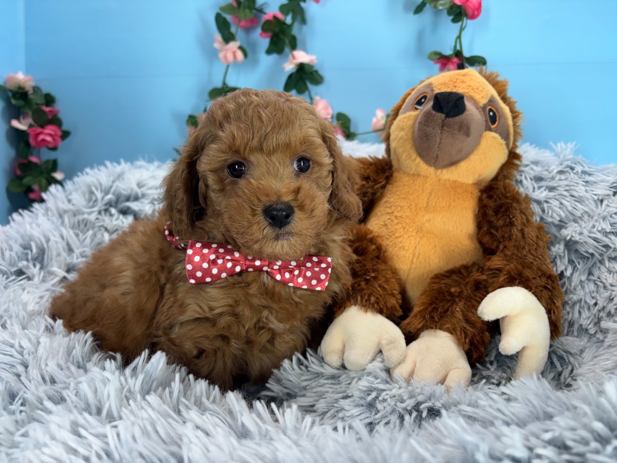 Poodle puppies for sale Connecticut