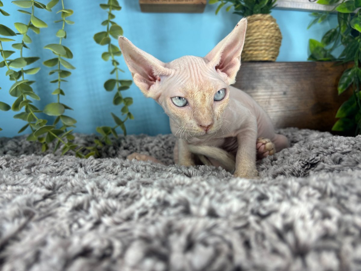 Connecticut kittens for sale