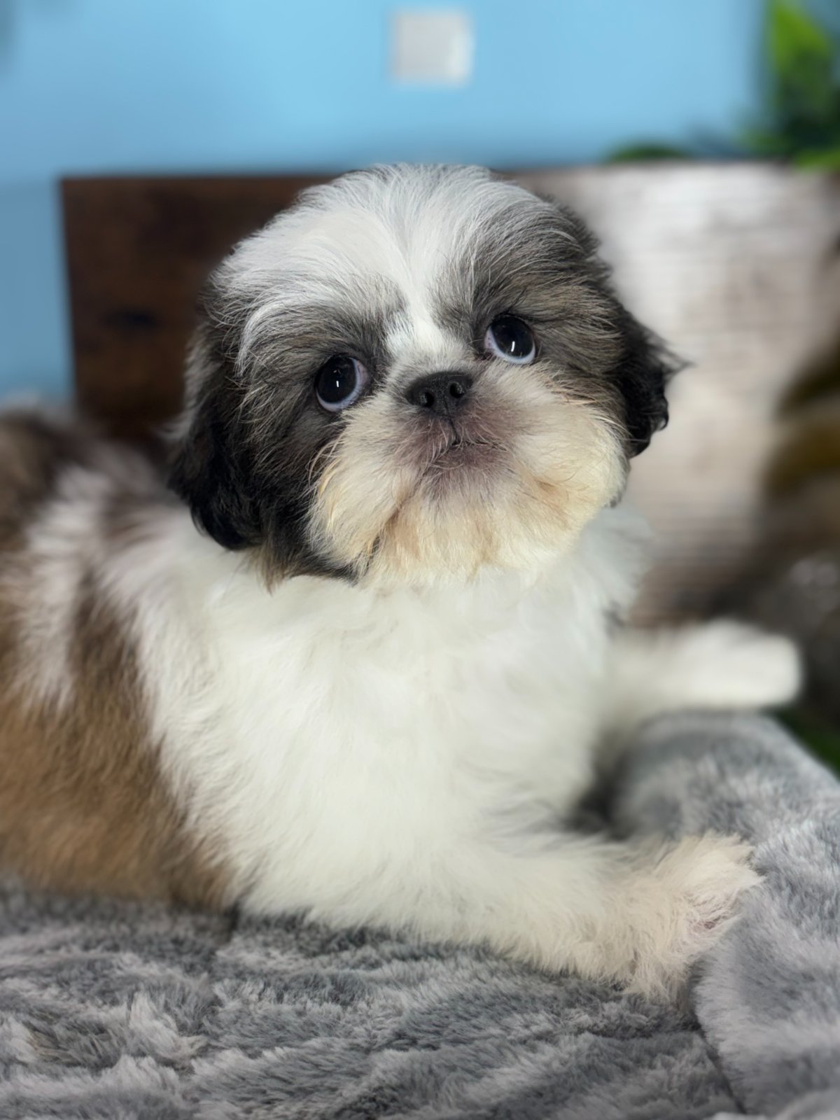 Connecticut puppies for sale