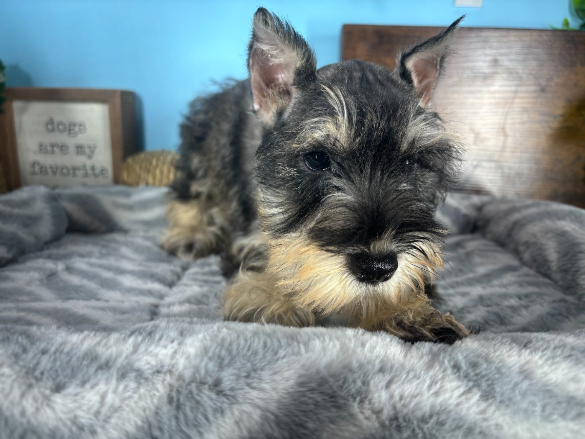 Miniature Schnauzer puppies for sale Connecticut