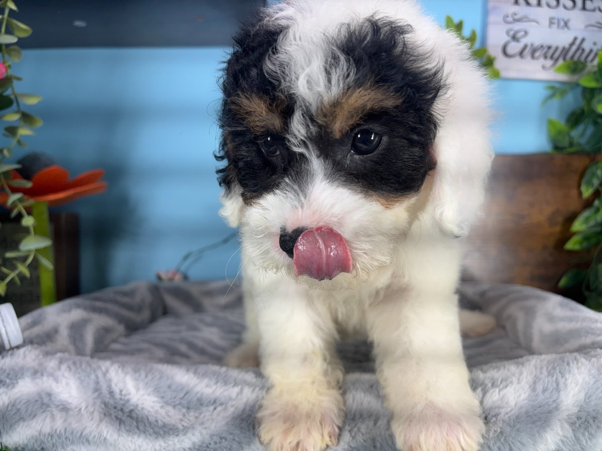 Connecticut puppies for sale