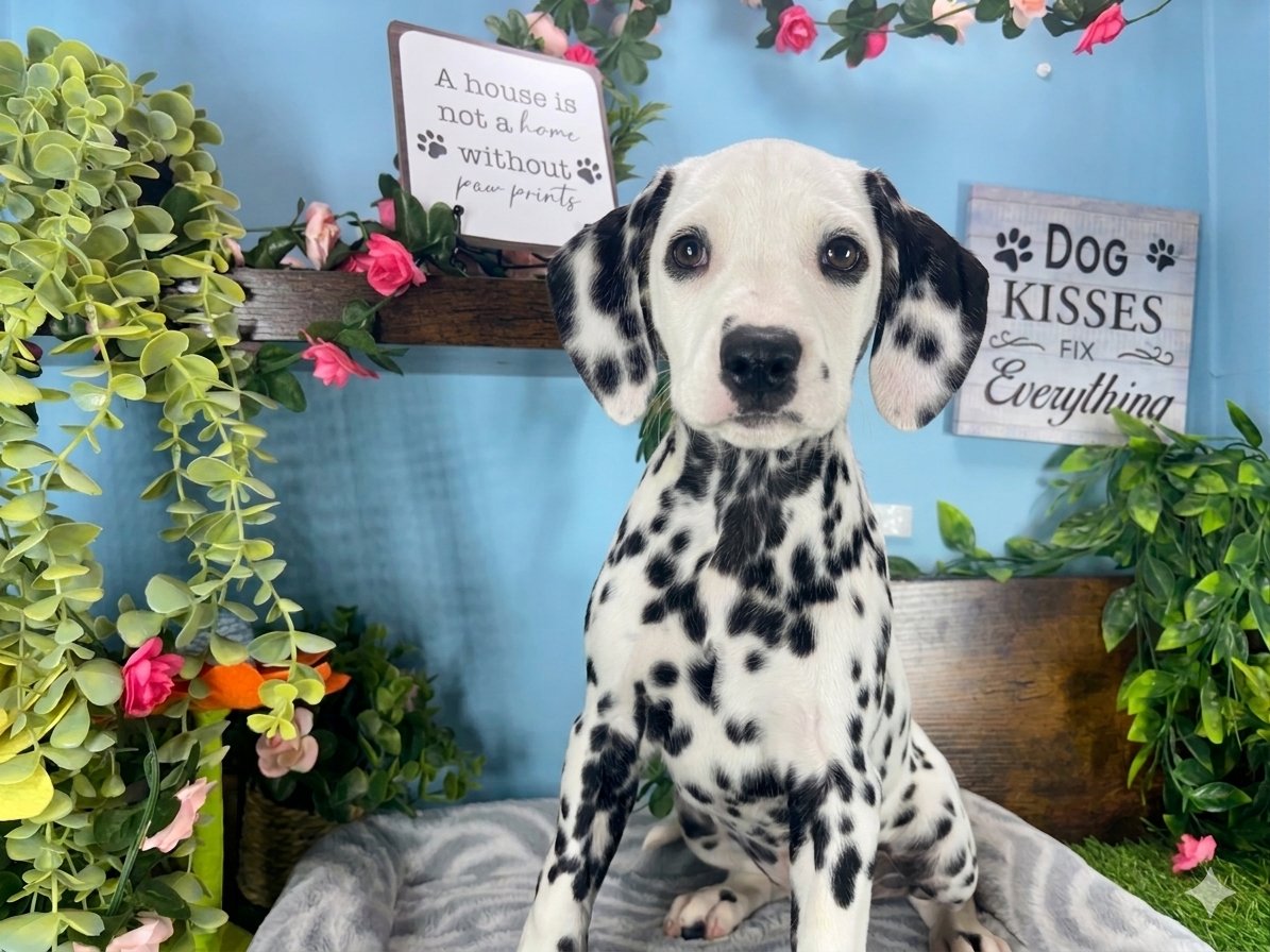 Connecticut puppies for sale