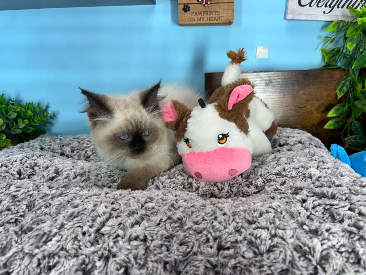 Connecticut kittens for sale