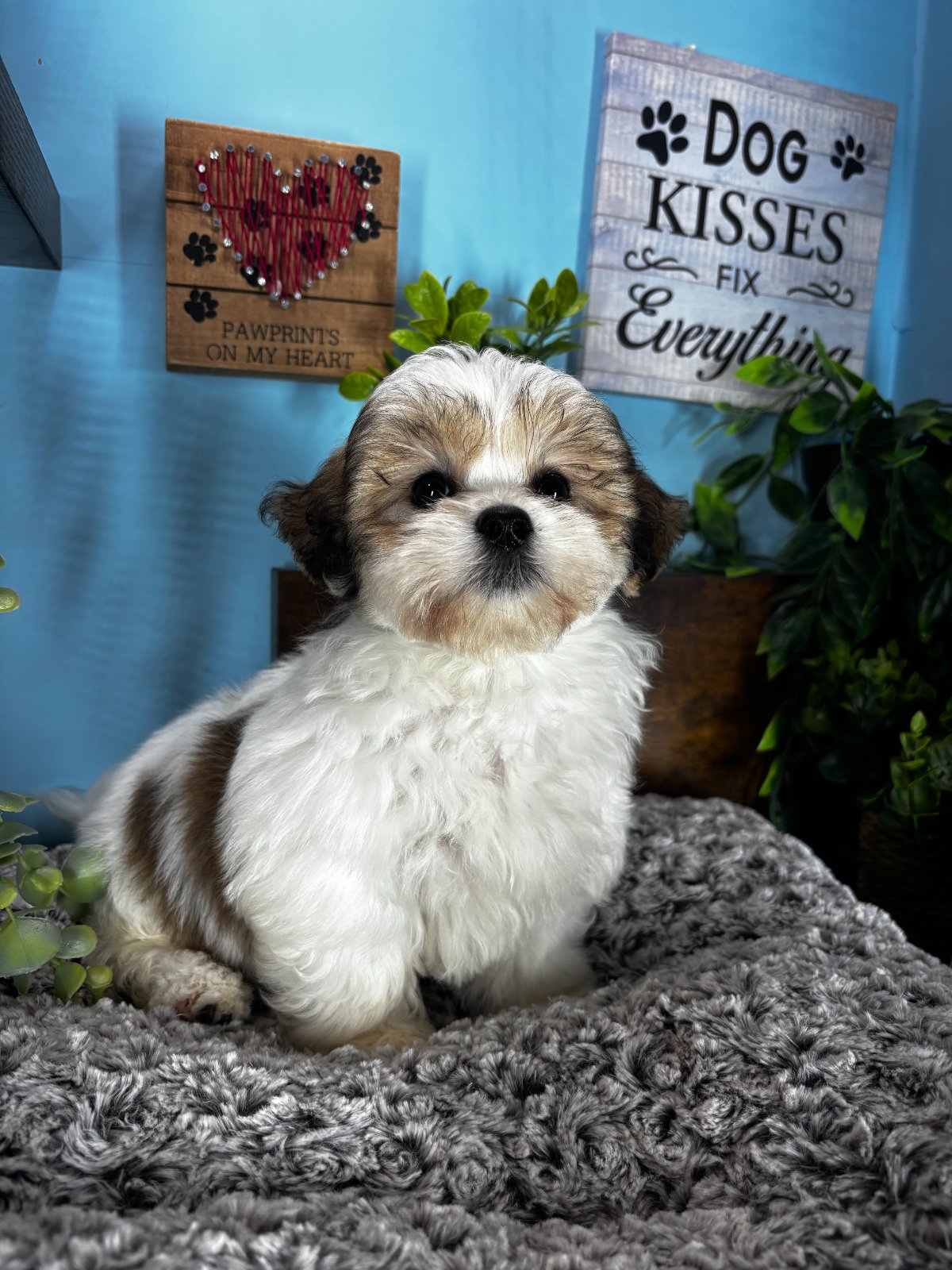 Connecticut puppies for sale