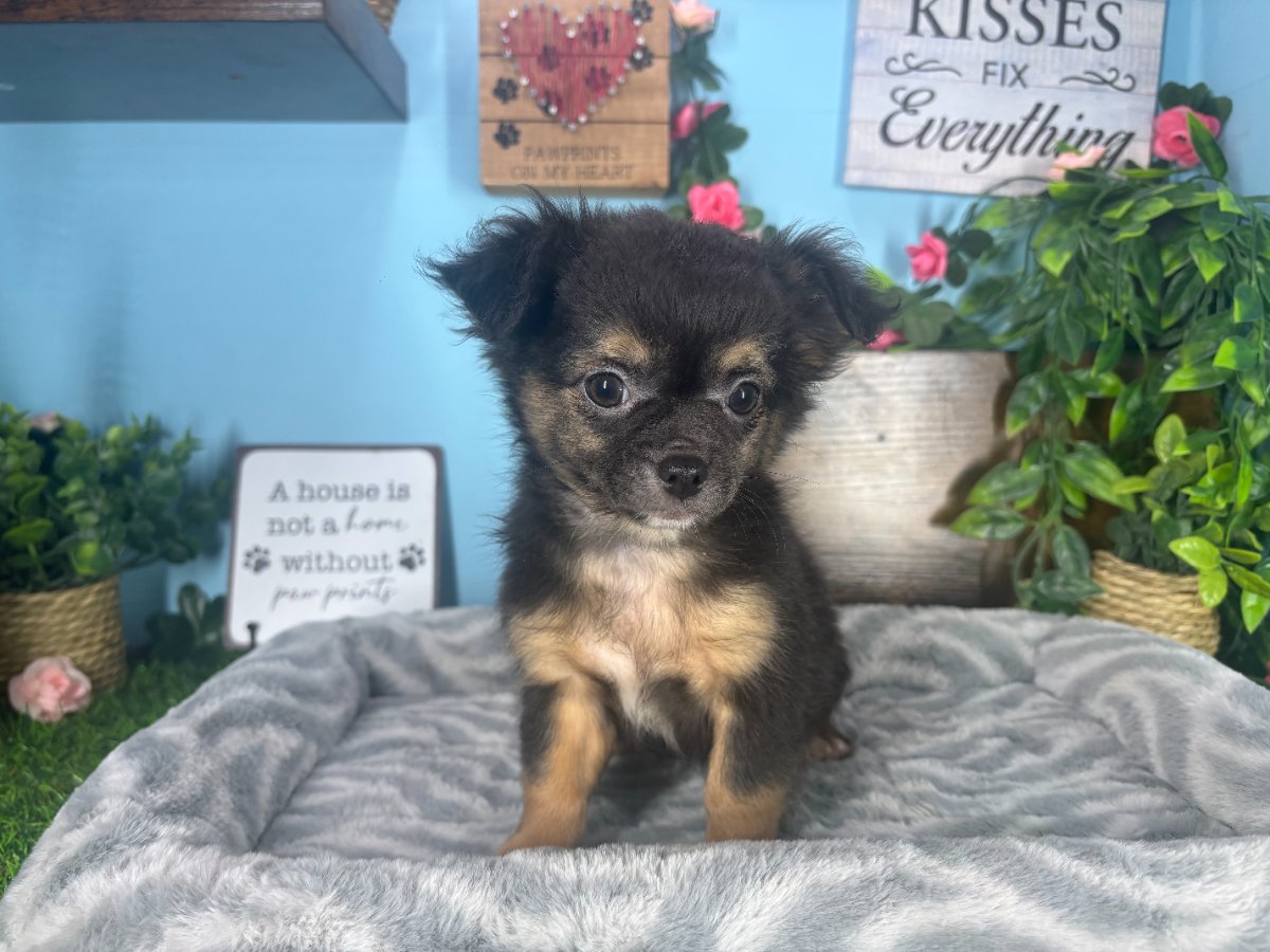 Connecticut puppies for sale