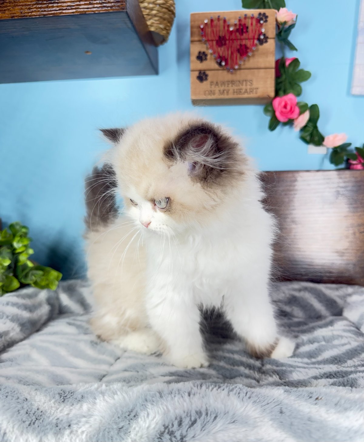 Exotic Longhair kittens for sale Connecticut