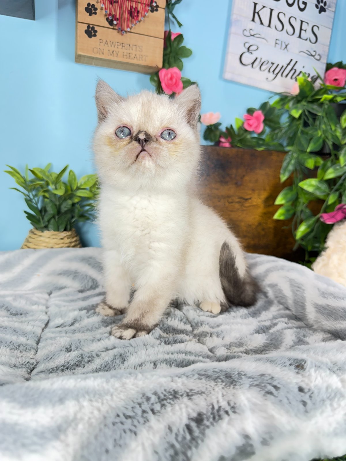 Connecticut kittens for sale