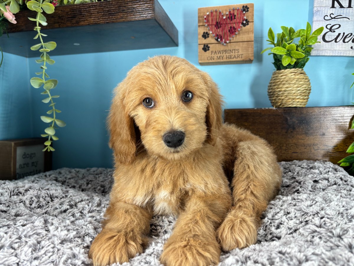 Connecticut puppies for sale