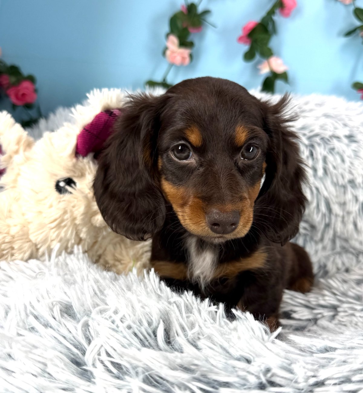 Daisy - Dachshund