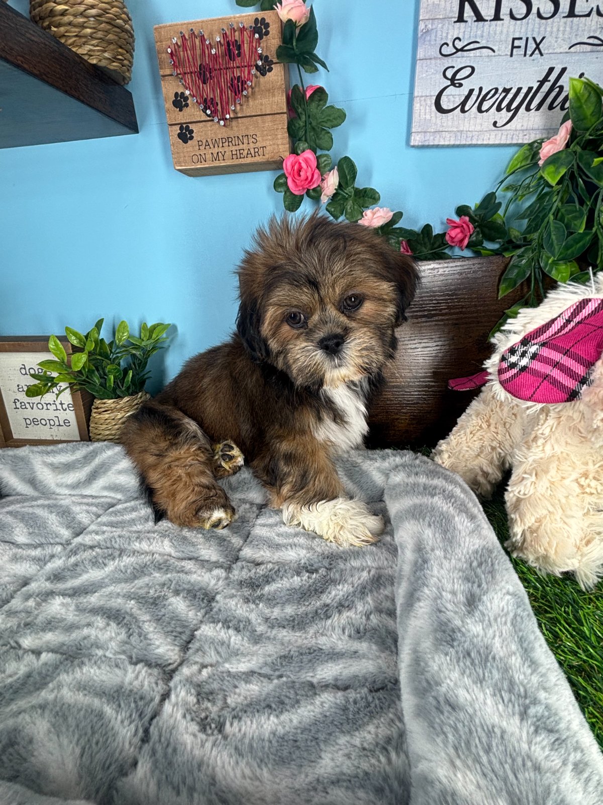 Connecticut puppies for sale