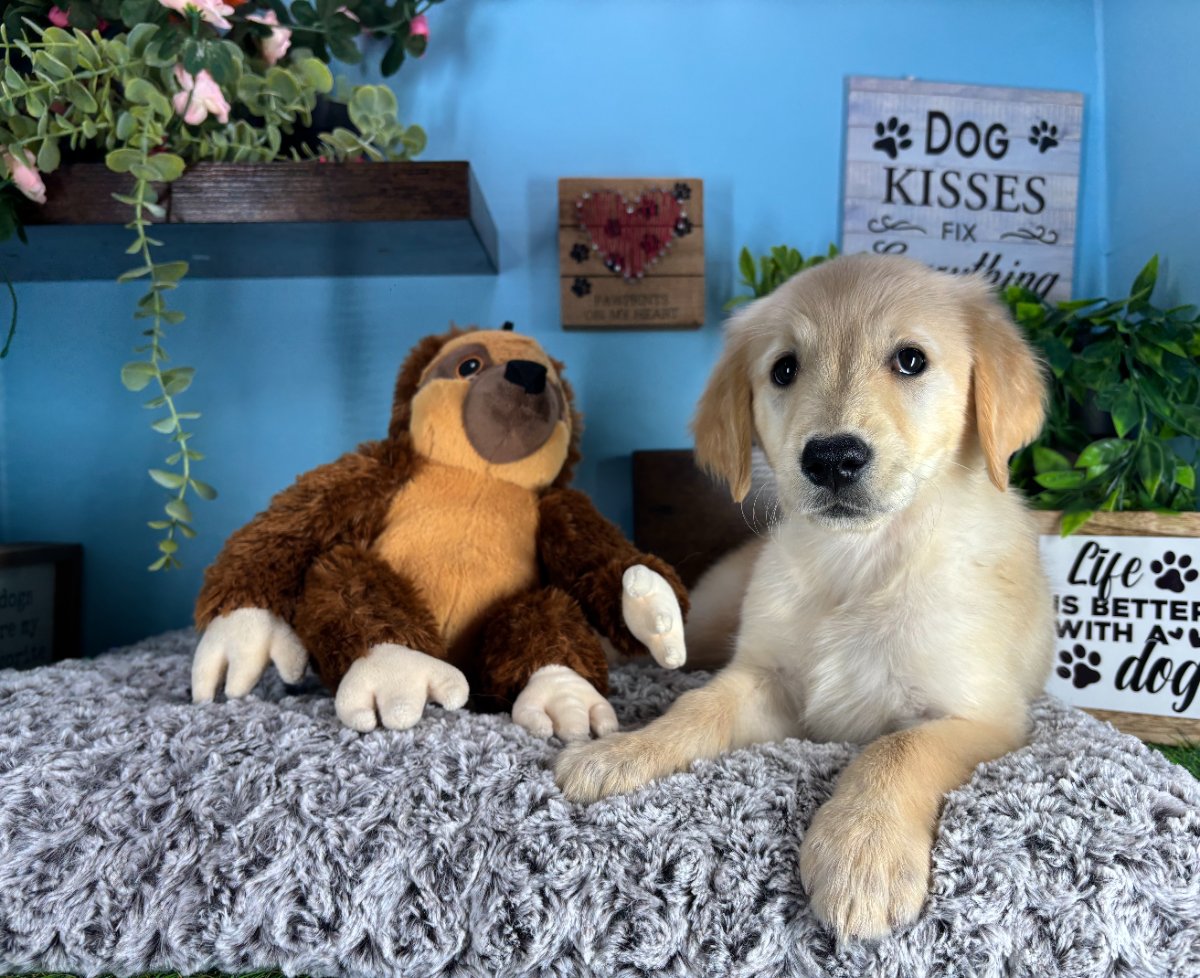 Connecticut puppies for sale