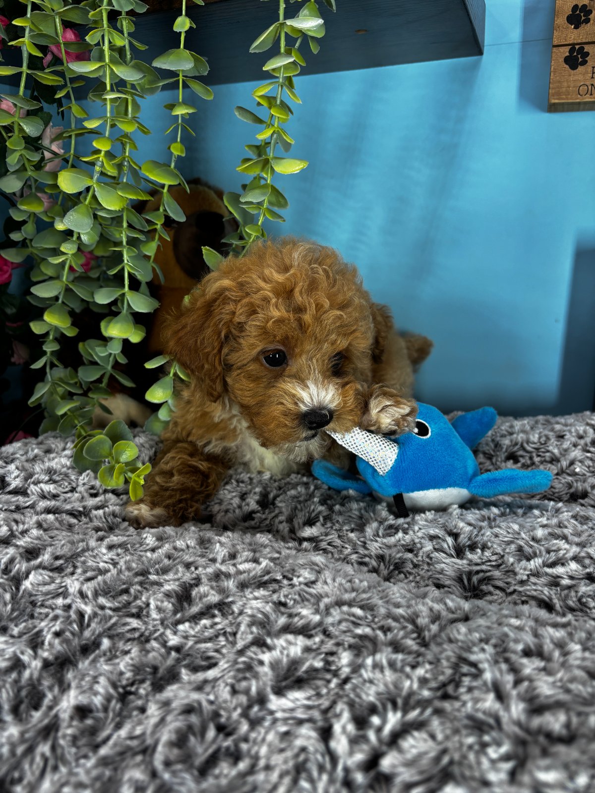 Connecticut puppies for sale
