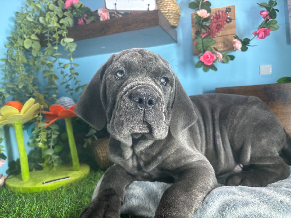 Connecticut puppies for sale