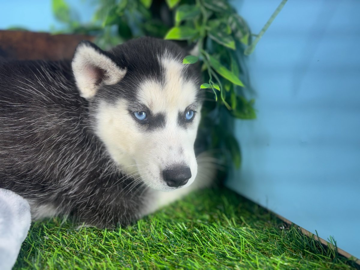 Siberian Husky puppies for sale Connecticut