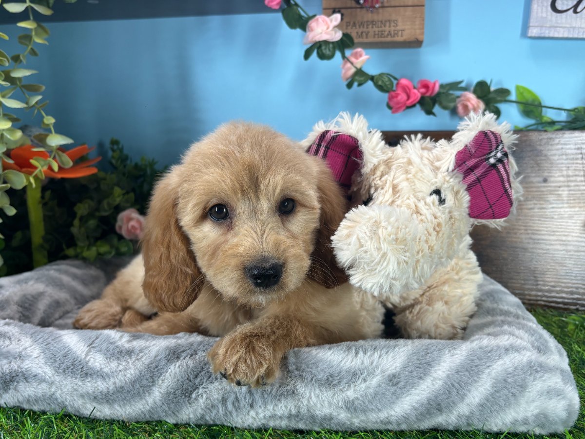Connecticut puppies for sale
