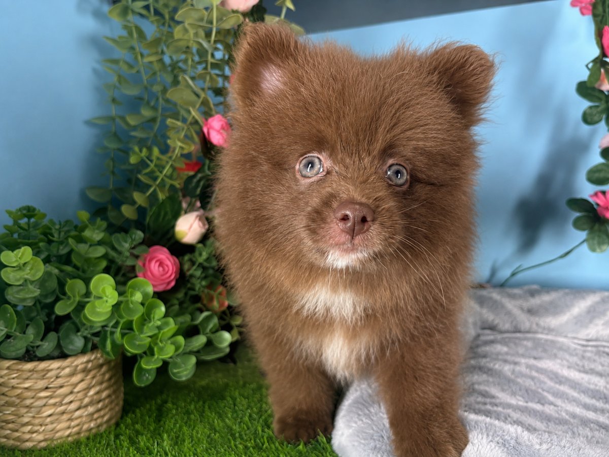 Connecticut puppies for sale
