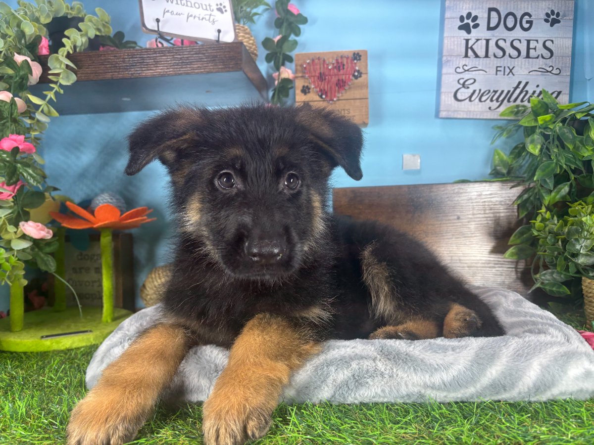 Connecticut puppies for sale