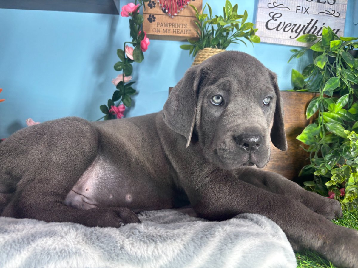 Connecticut puppies for sale