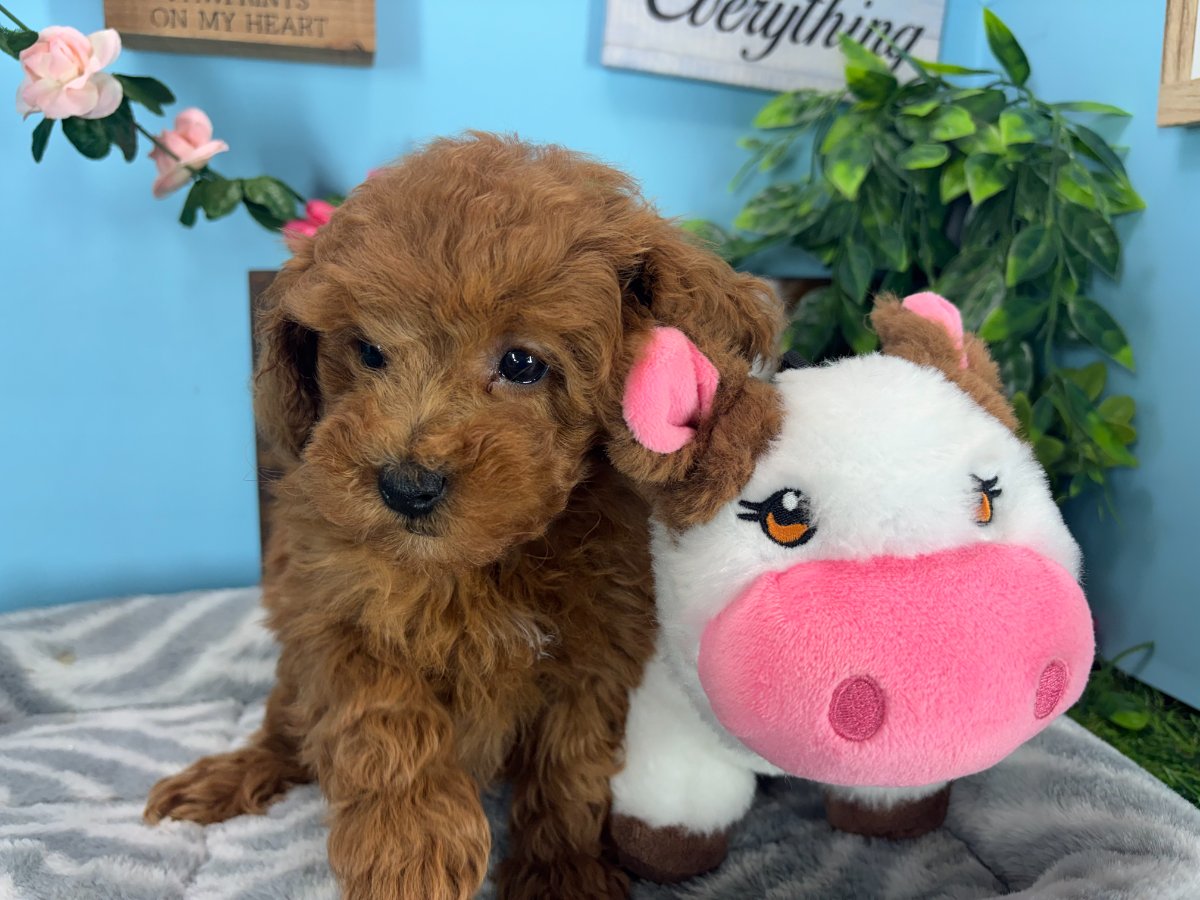 Connecticut puppies for sale