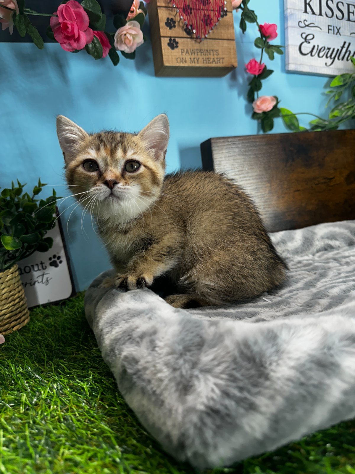 Connecticut kittens for sale