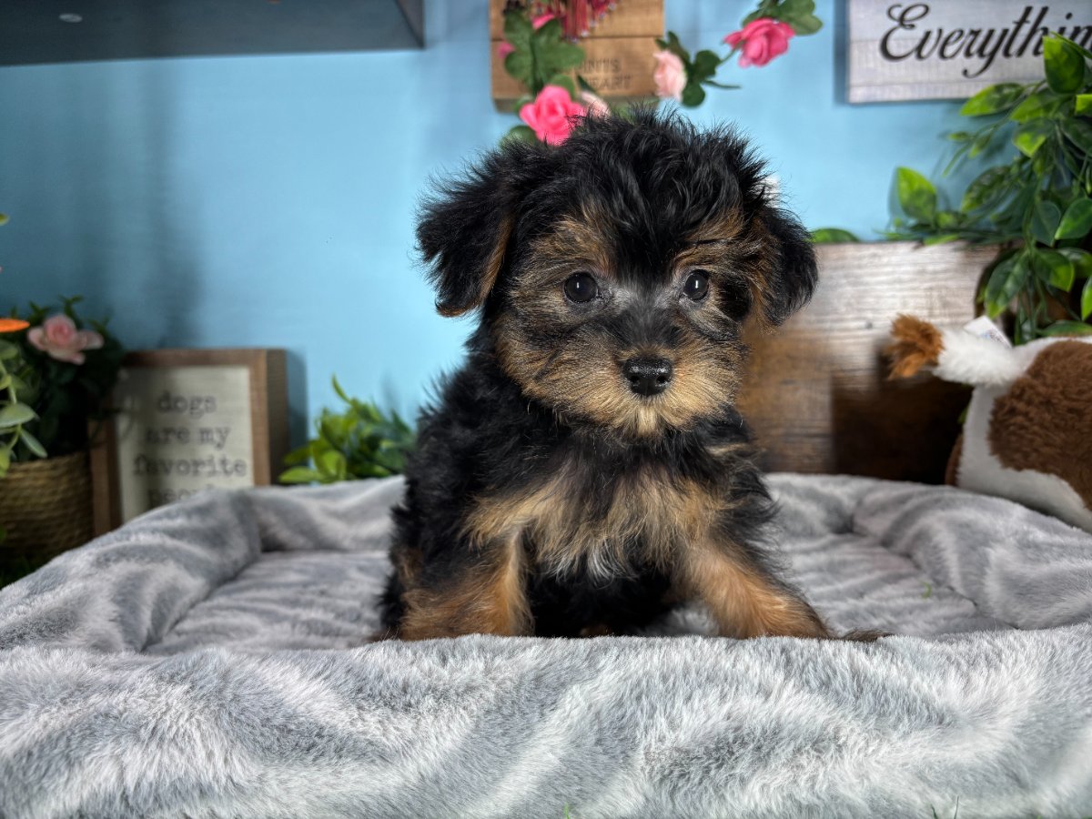 Connecticut puppies for sale