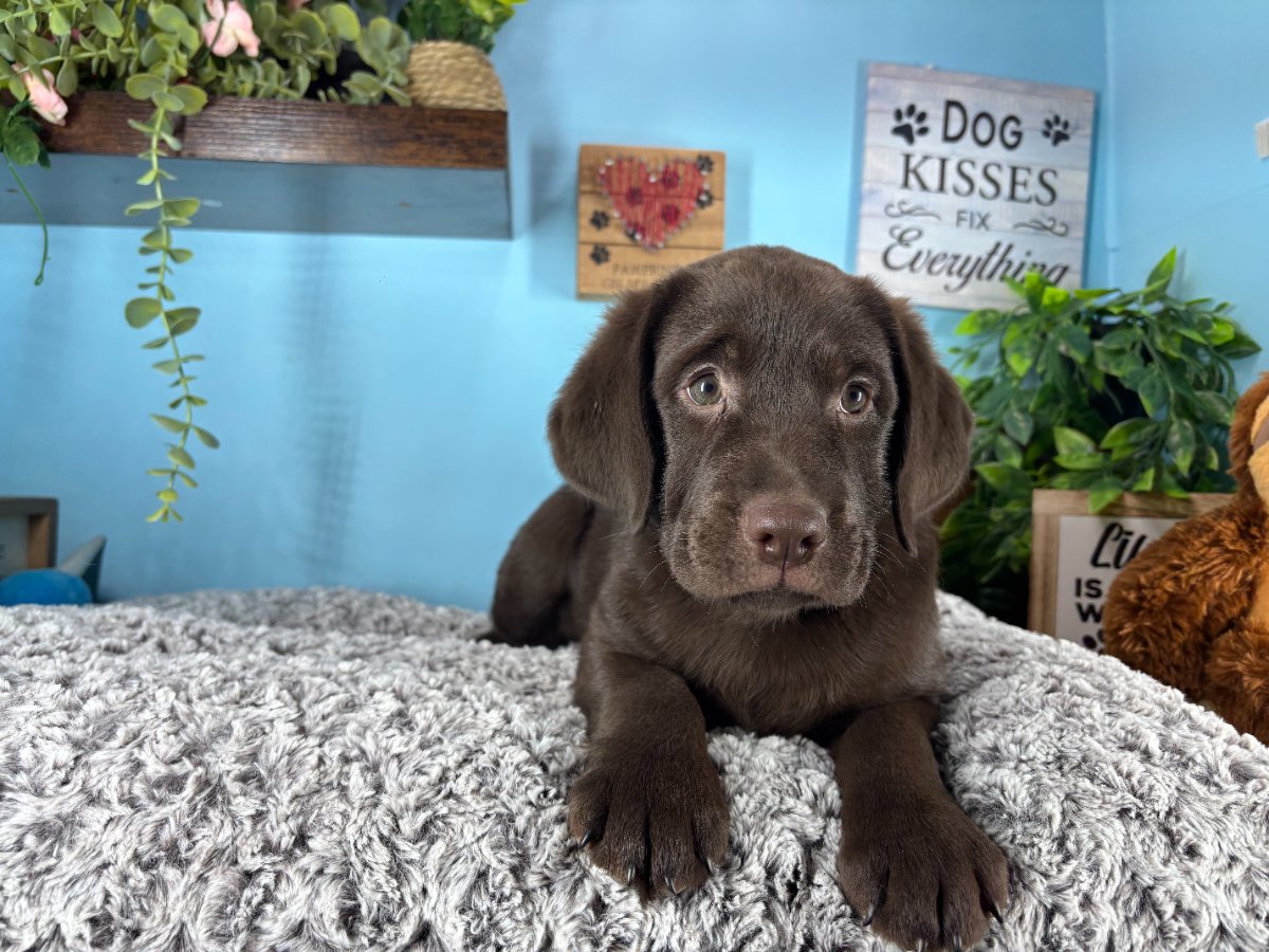 Connecticut puppies for sale