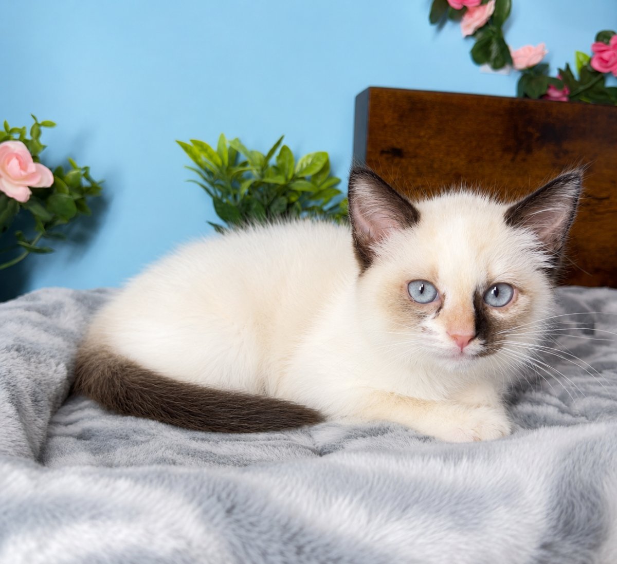 Connecticut kittens for sale