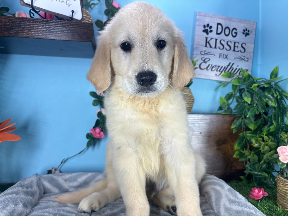 Connecticut puppies for sale