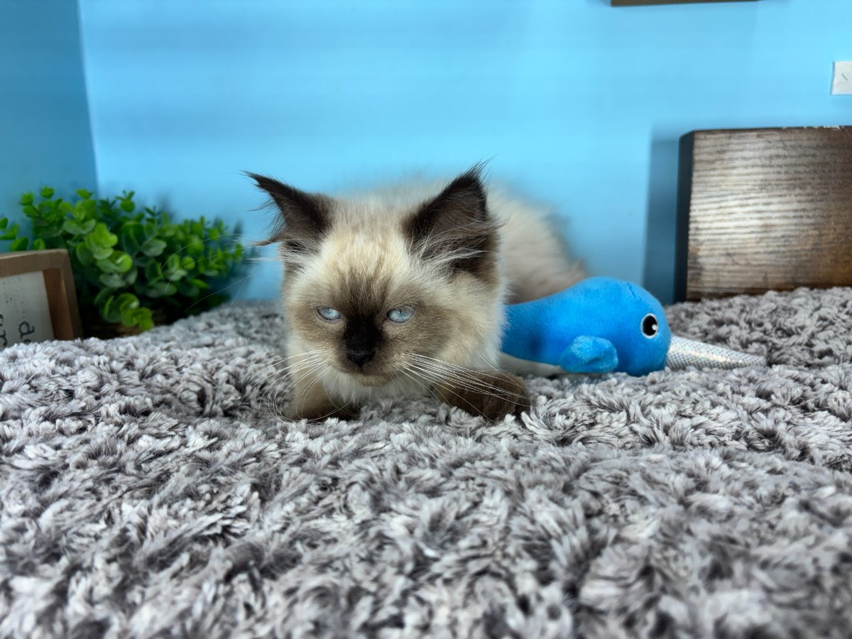 Connecticut kittens for sale