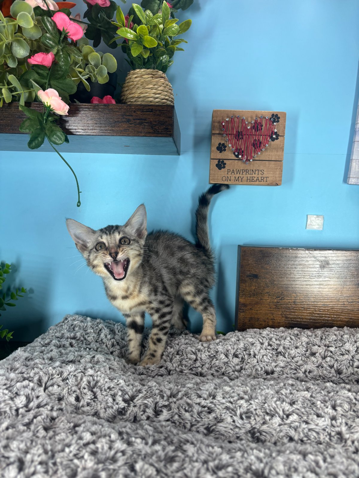 Connecticut kittens for sale