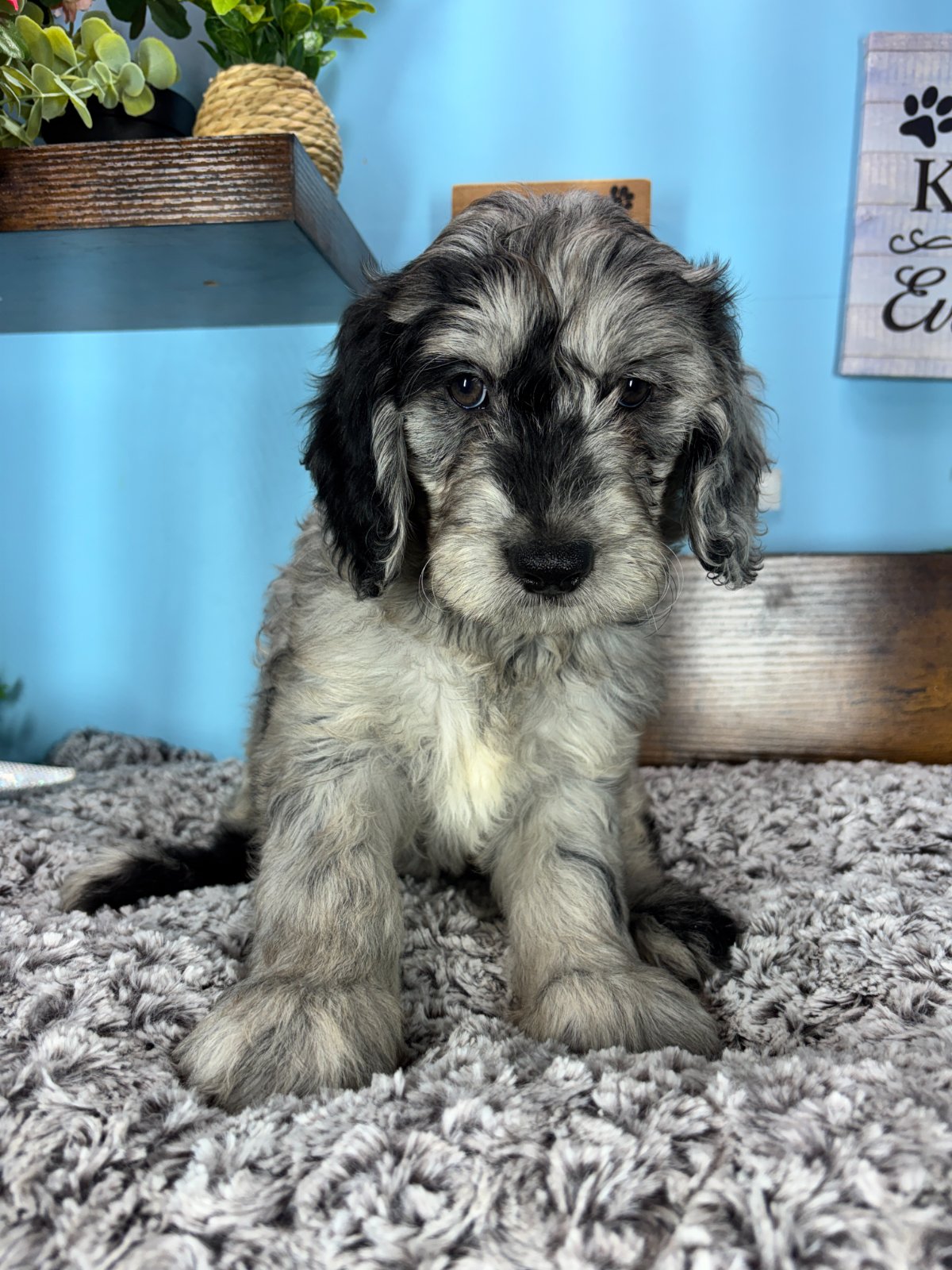 Connecticut puppies for sale