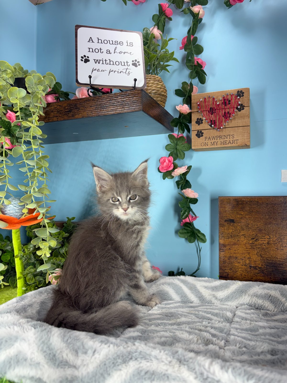 Connecticut kittens for sale