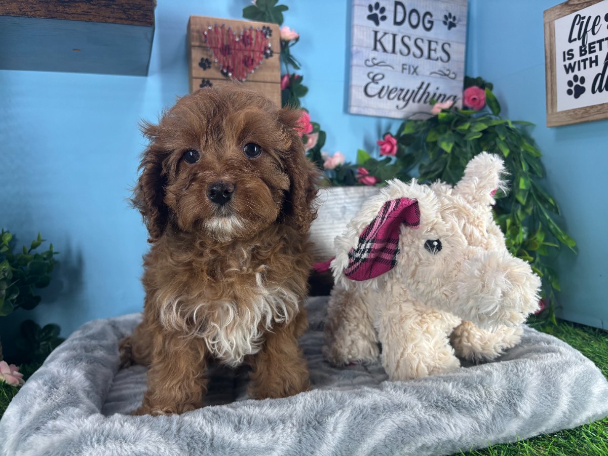 Connecticut puppies for sale