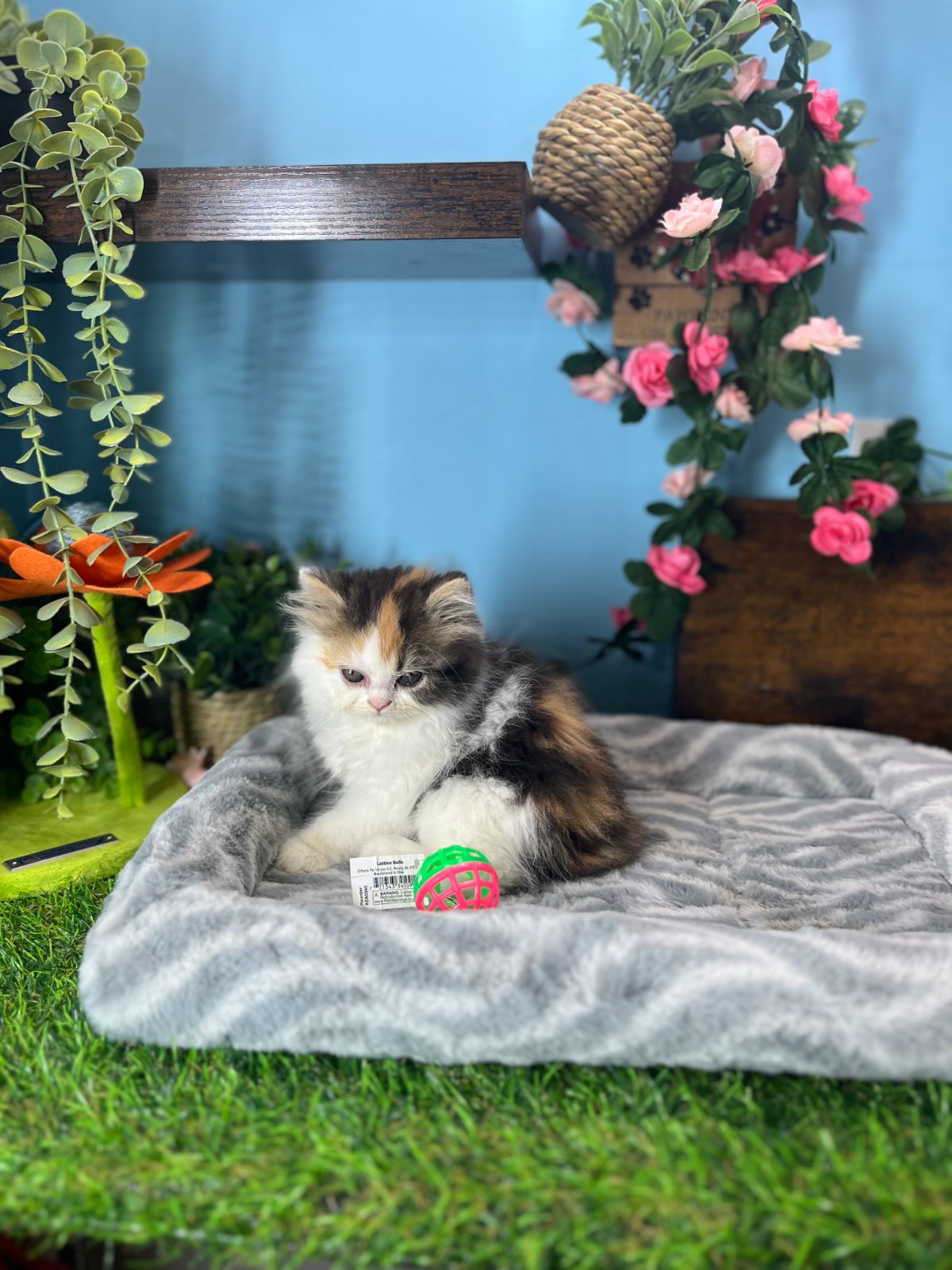 Connecticut kittens for sale