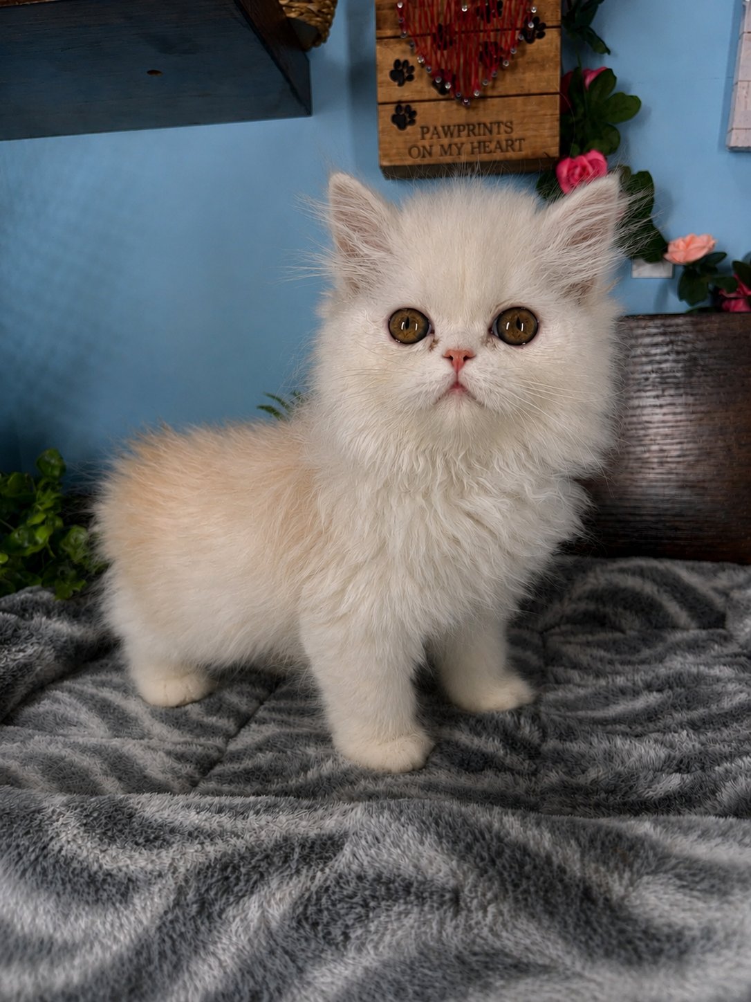 Exotic Longhair kittens for sale Connecticut