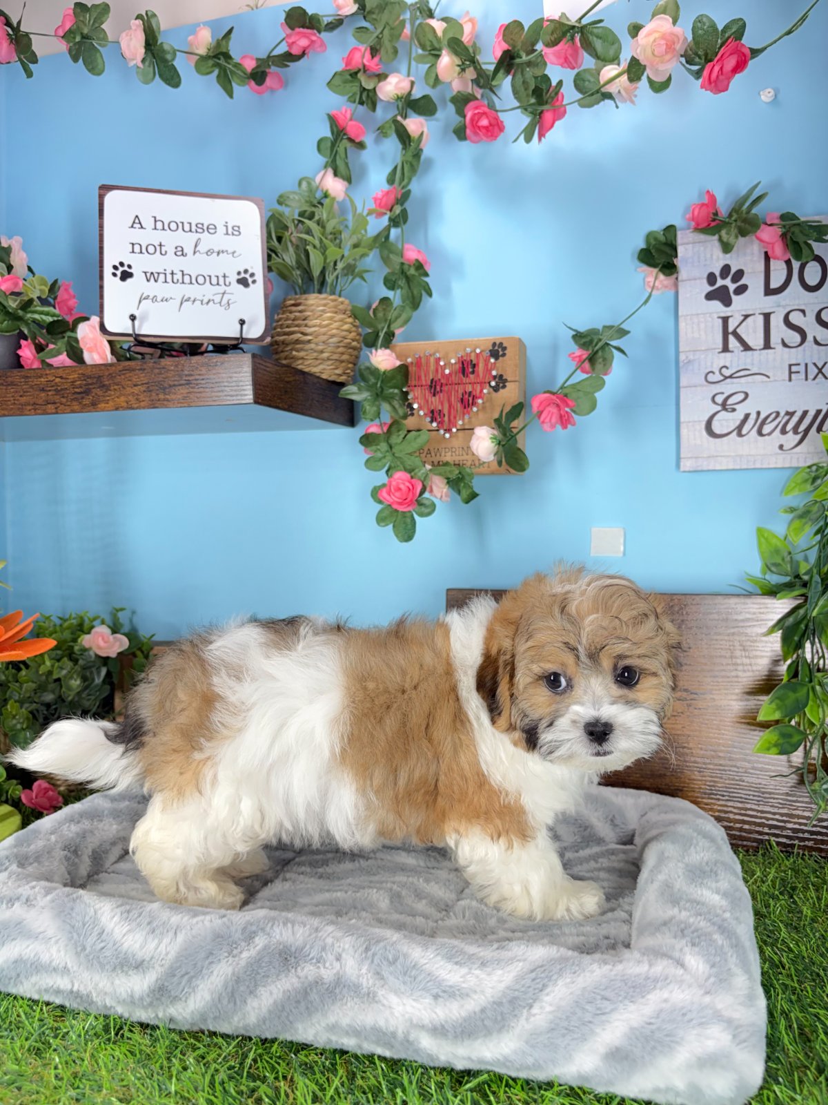 Connecticut puppies for sale
