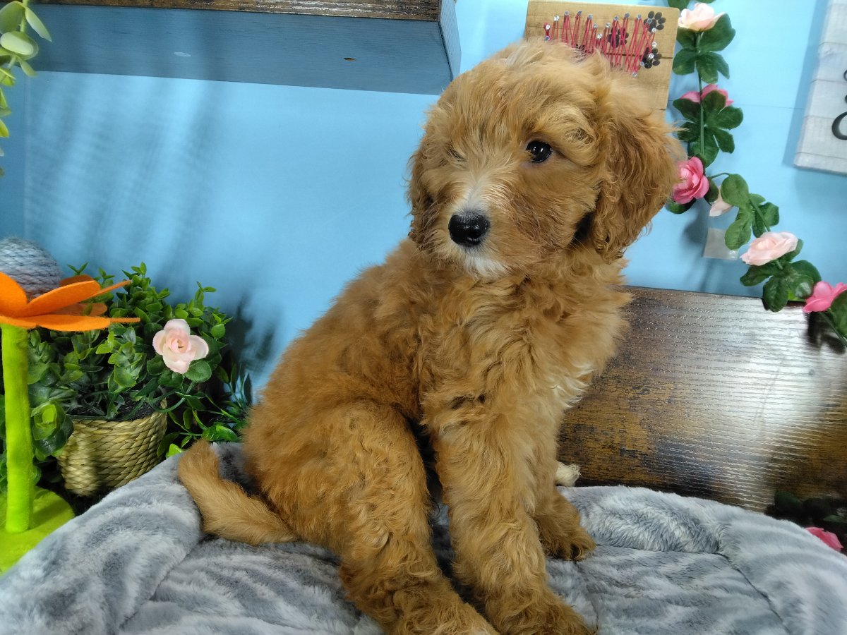 Connecticut puppies for sale