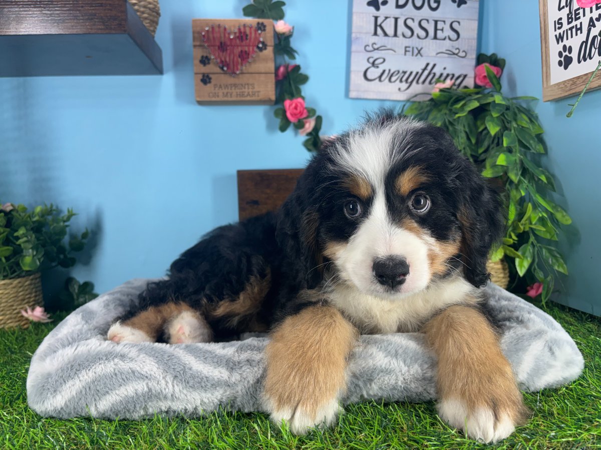 Connecticut puppies for sale