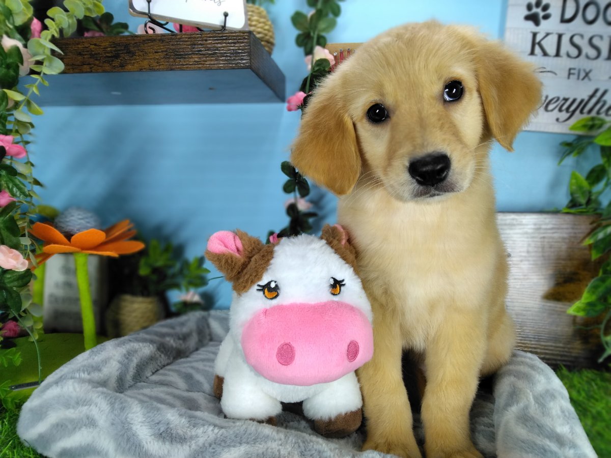 Connecticut puppies for sale