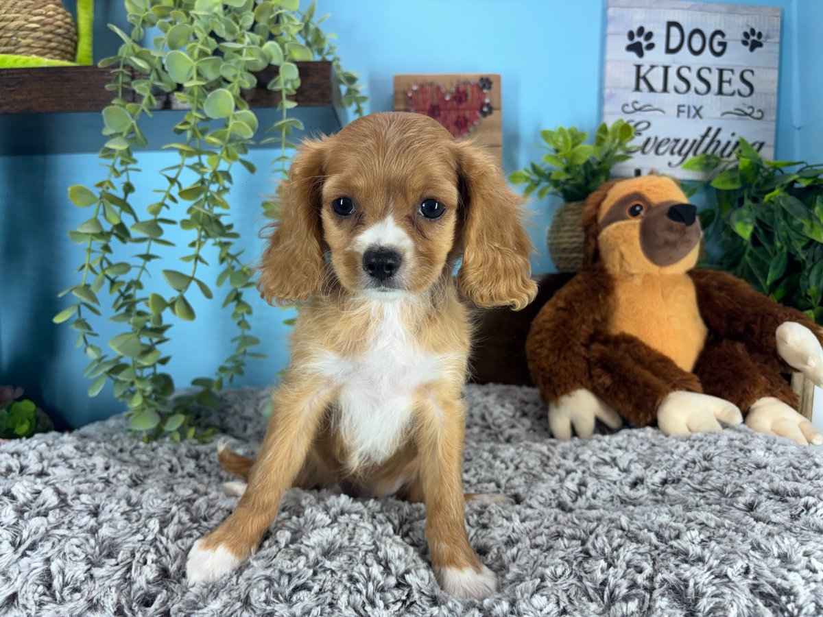 Connecticut puppies for sale