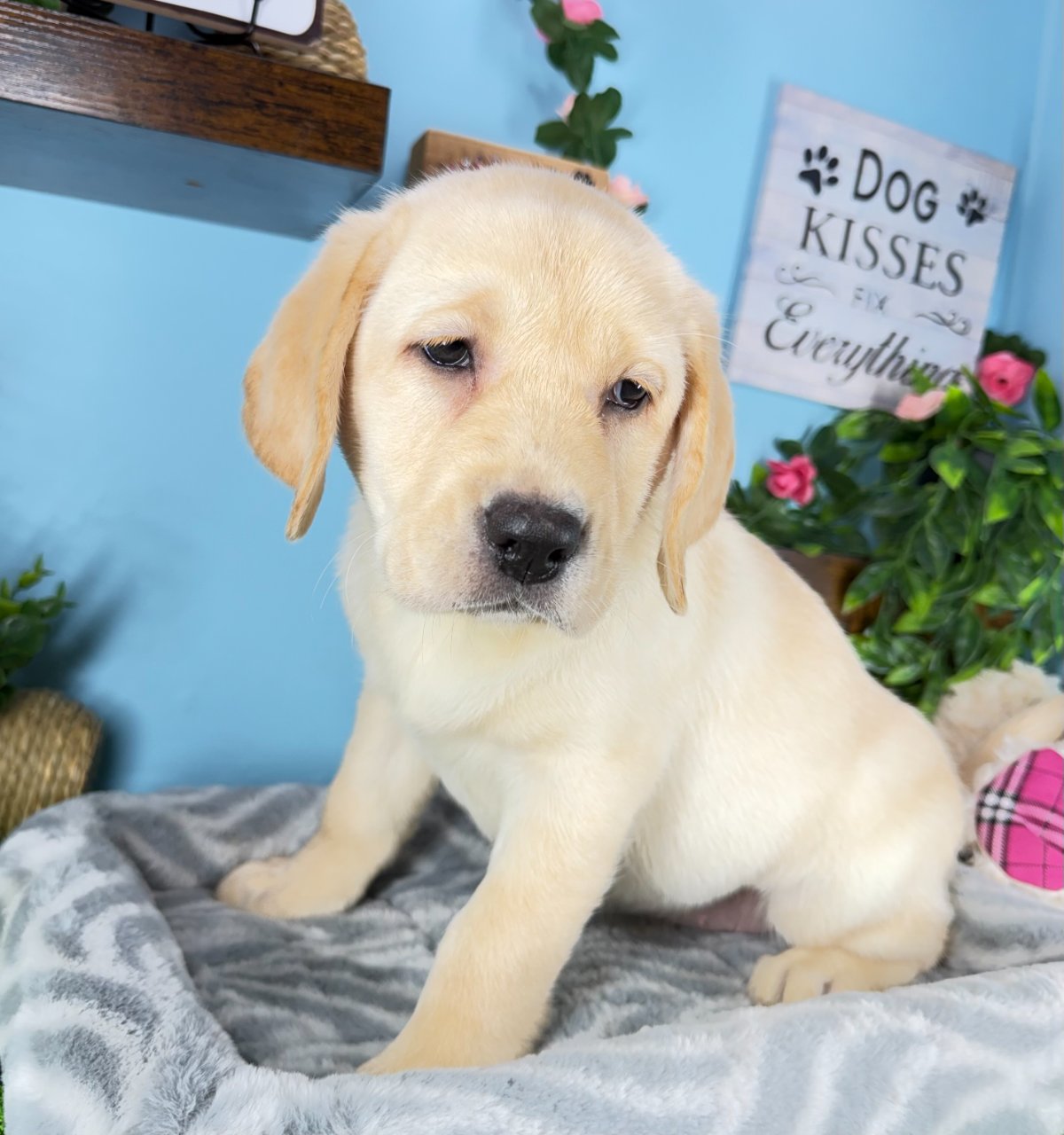 Connecticut puppies for sale