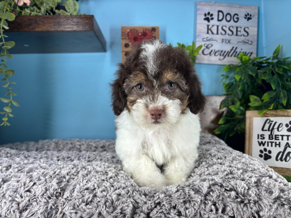 Connecticut puppies for sale