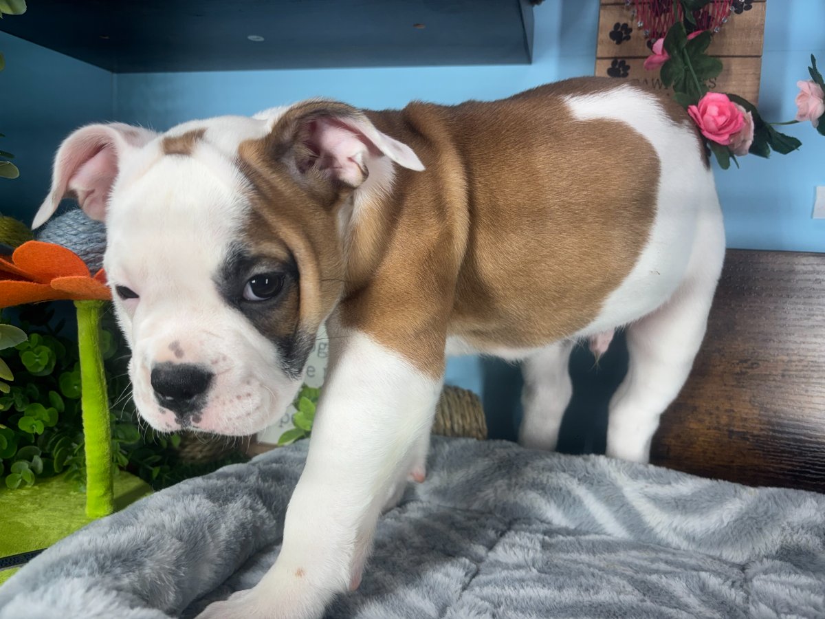 Victorian Bulldog puppies for sale Connecticut
