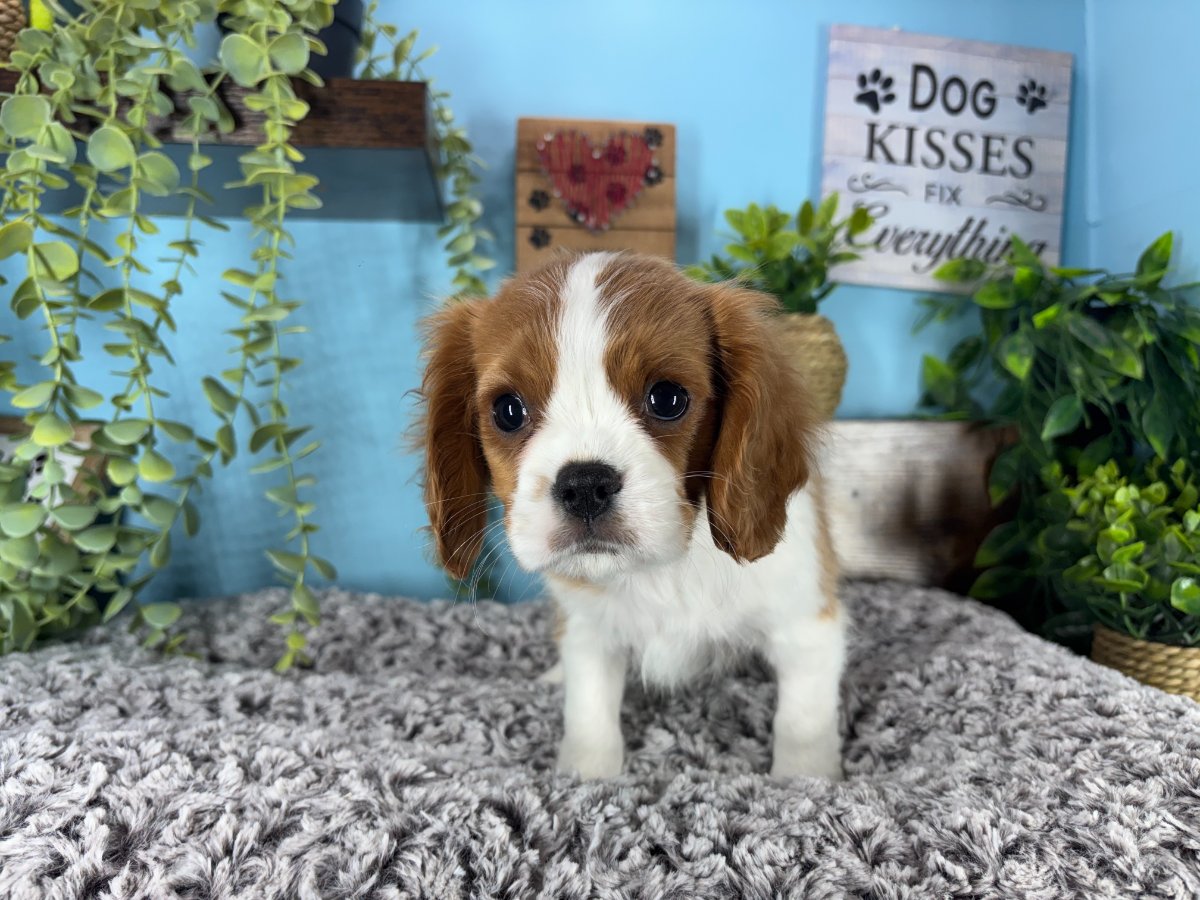 Cavalier King Charles Spaniel puppies for sale Connecticut
