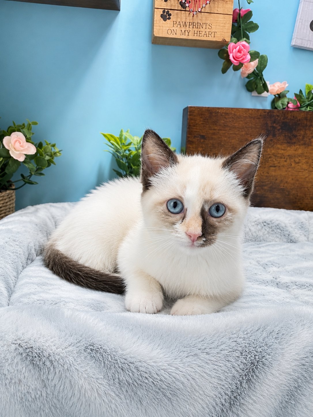 Connecticut kittens for sale