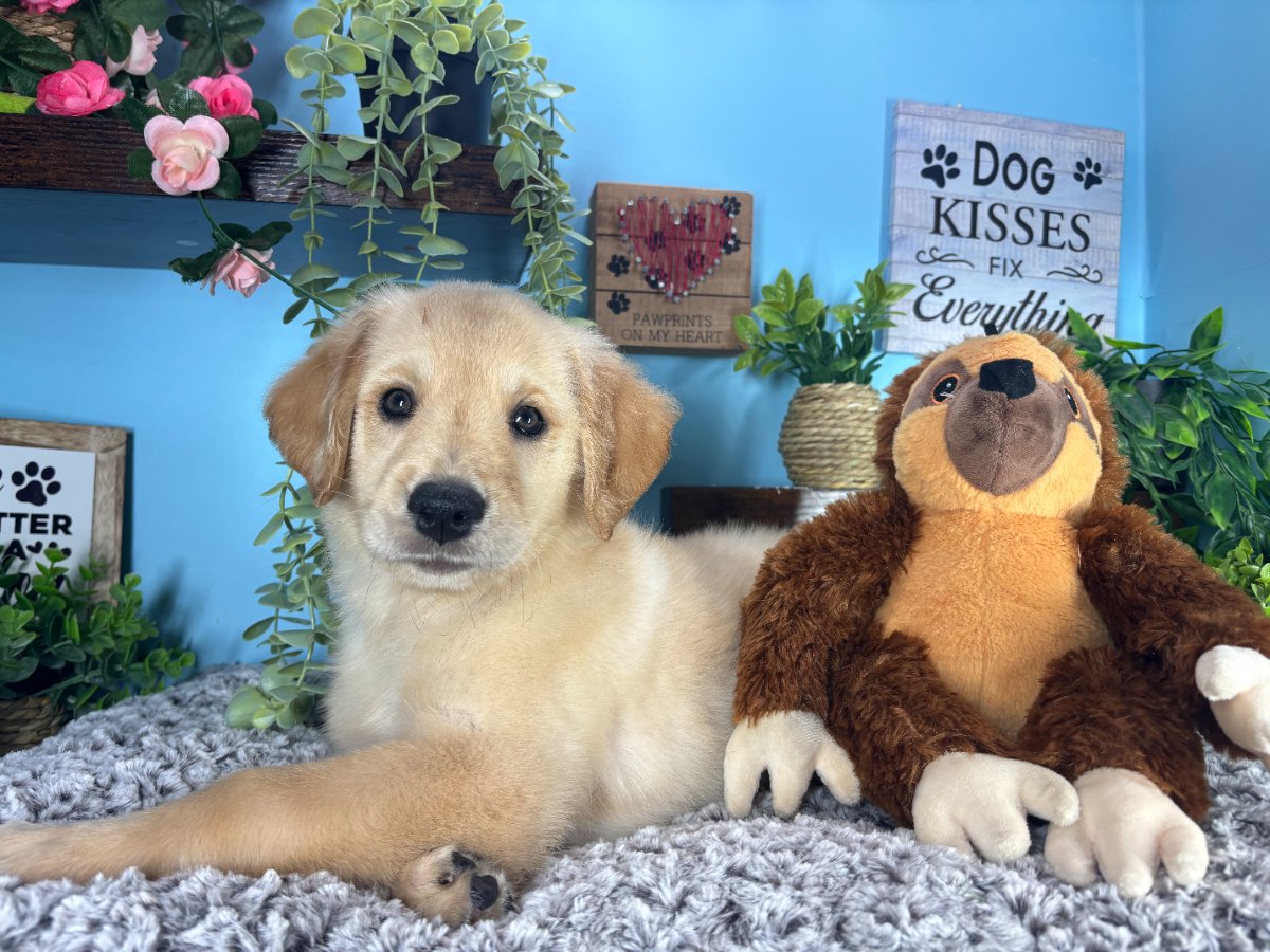 Connecticut puppies for sale